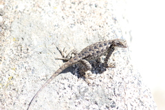 Sceloporus occidentalis