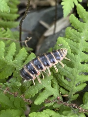 Arthrophaga myriapodina