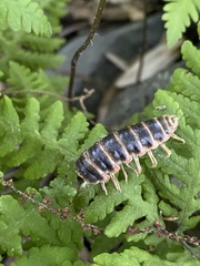Arthrophaga myriapodina