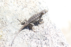 Sceloporus occidentalis