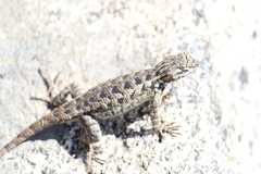 Sceloporus occidentalis