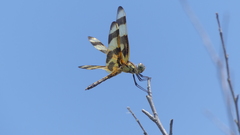 Celithemis eponina