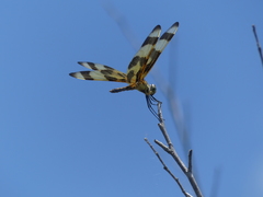 Celithemis eponina