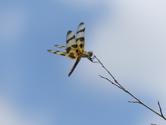 Celithemis eponina