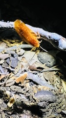 Parcoblatta virginica