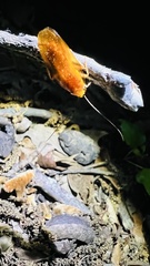Parcoblatta virginica