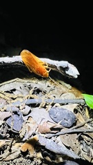 Parcoblatta virginica