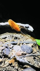 Parcoblatta virginica