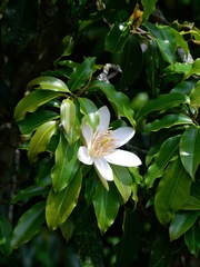Magnolia cathcartii