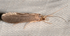 Holocentropus