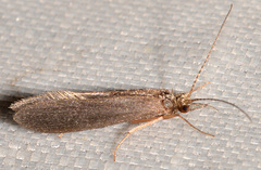 Holocentropus