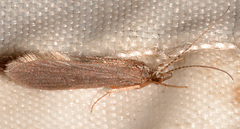 Holocentropus