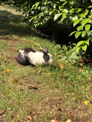 Oryctolagus cuniculus domesticus