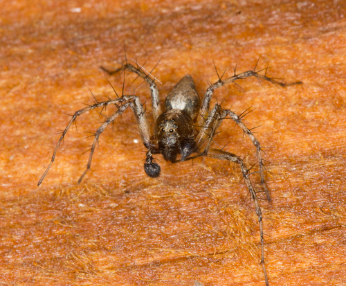 Western Lynx Spider