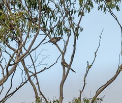 Anthochaera paradoxa paradoxa