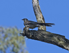 Anthochaera paradoxa paradoxa