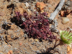 Chorizanthe polygonoides longispina