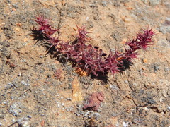 Chorizanthe polygonoides longispina