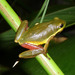 Common Reed Frog - Photo (c) wooj, some rights reserved (CC BY-NC)