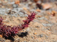 Chorizanthe polygonoides longispina