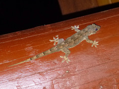 Hemidactylus platycephalus