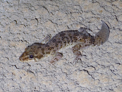 Hemidactylus angulatus