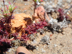Chorizanthe polygonoides longispina