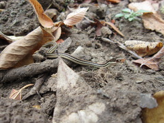 Thamnophis proximus proximus