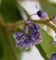 Ceanothus cyaneus