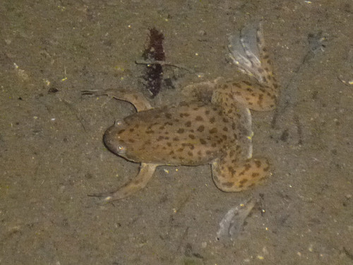 Lake Victoria Clawed Frog