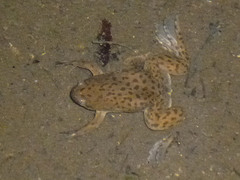 Xenopus victorianus