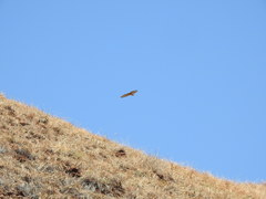 Buteo jamaicensis socorroensis