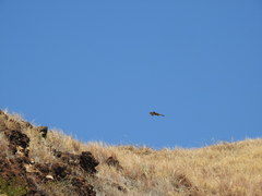 Buteo jamaicensis socorroensis