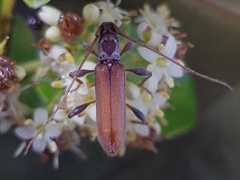 Ceresium zeylanicum