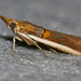Gold-banded Etiella Moth - Photo (c) Bernard DUPONT, some rights reserved (CC BY-SA)
