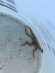 Ophiothrix spiculata