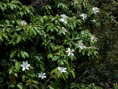 Magnolia cathcartii