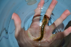 Scolopendra cingulata