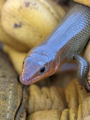 Plestiodon gilberti gilberti