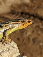 Plestiodon gilberti gilberti
