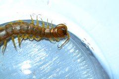 Scolopendra cingulata