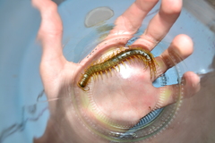 Scolopendra cingulata