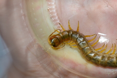 Scolopendra cingulata