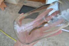 Scolopendra cingulata