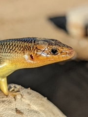 Plestiodon gilberti gilberti