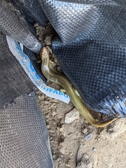 Plestiodon gilberti gilberti