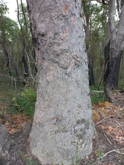 Corymbia calophylla