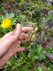 Ranunculus hispidus caricetorum