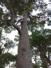 Corymbia calophylla