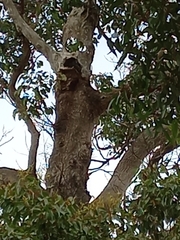Corymbia calophylla